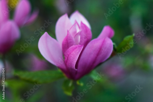 Gentle flowering magnolia purple color in spring garden