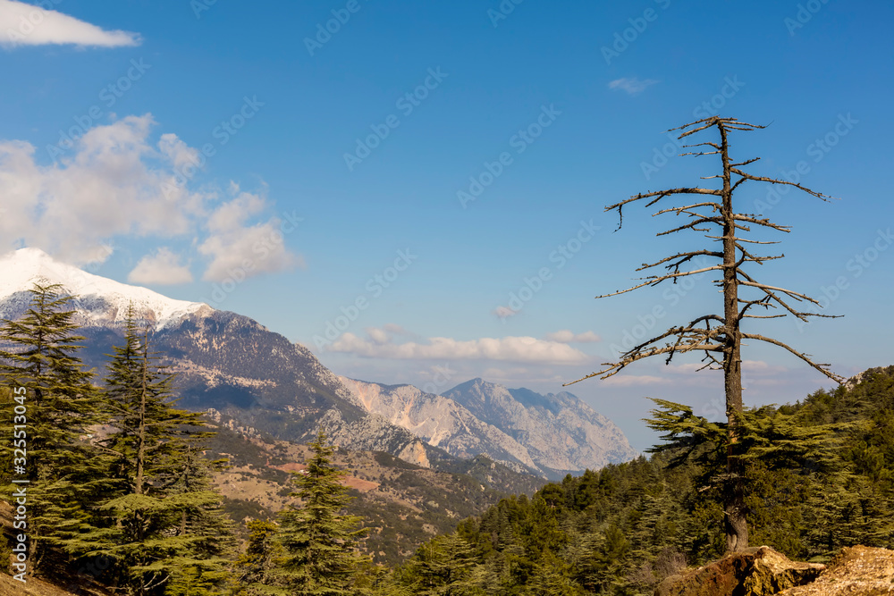 Dried cedar and snowy mountain views