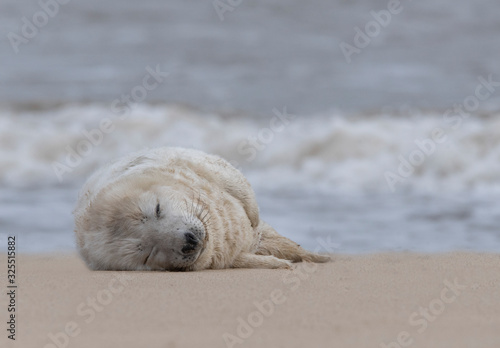 grey seals on a UK beach © claireliz