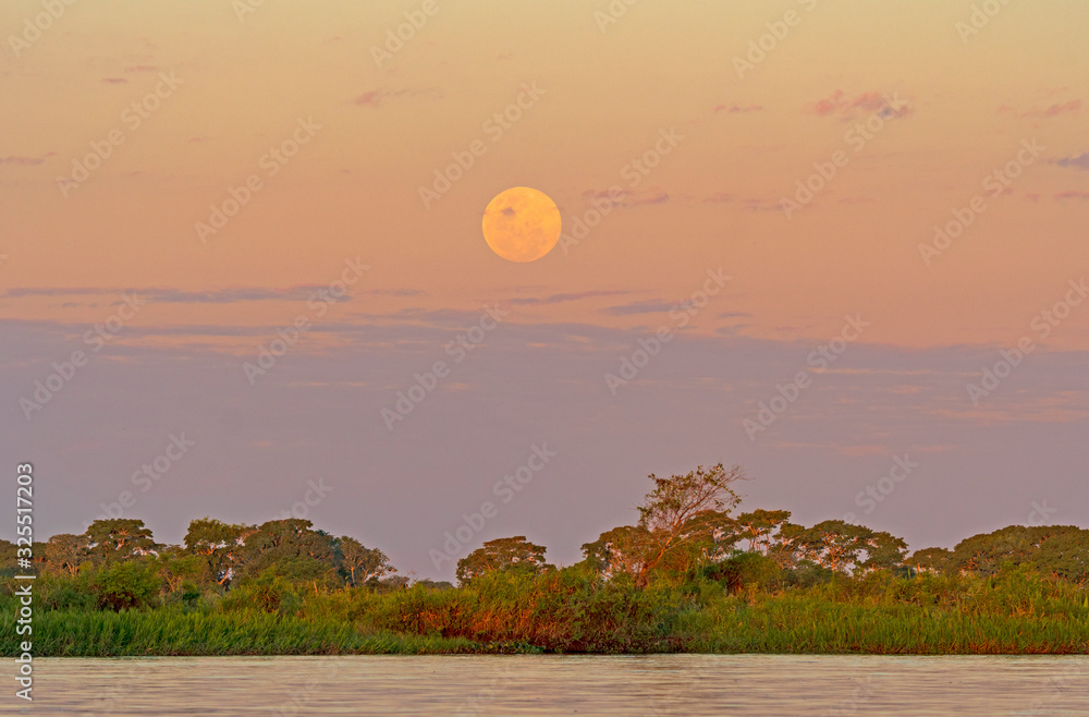 Fototapeta premium Moonrise over the Tropical Forest