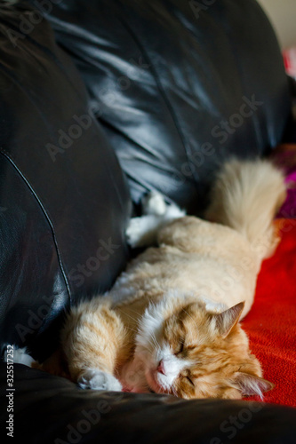 Sleeping orange tabby cat stretched across couch