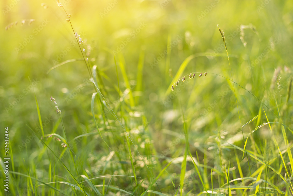 Spring green grass on meadow in yellow morning sunlight close up. Nature blurred background, bokeh