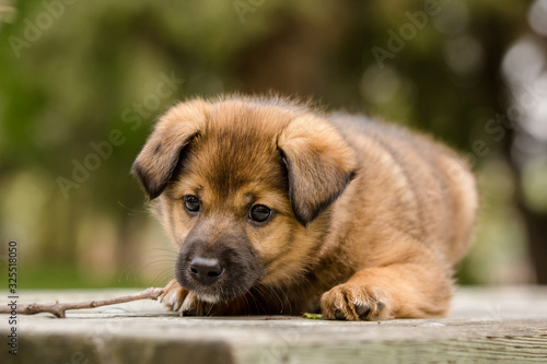 Adorable portrait of a brown puppy in a park
