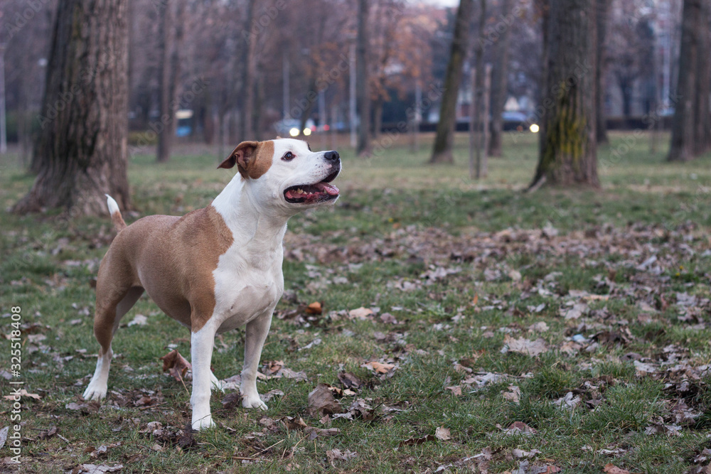 Portrait of a happy dog in the city park. Happy dog lying down at the grass