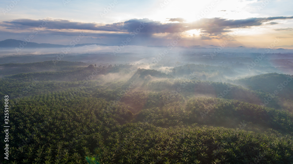 A palm tree plantation from the sky at Pahang, Malaysia. Drone view of a sunrise above the palm plantation where there used to be jungle before. Destroyed Rain forest in Asia for palm oil production
