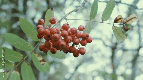 Vibrant red berries within forest Shallow depth of field photo