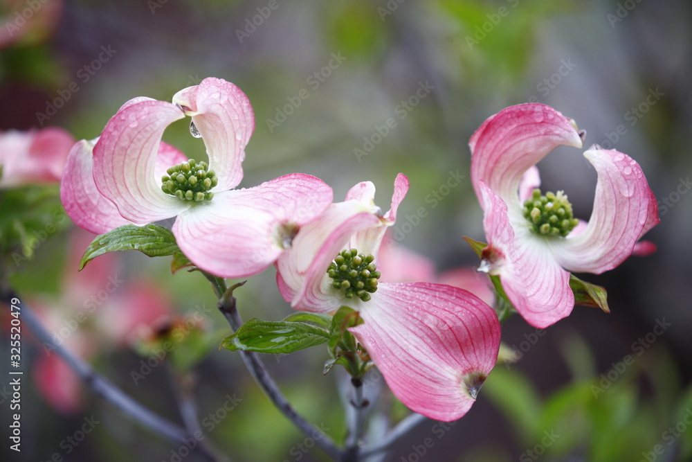 Fototapeta premium Spring Flowers Blossom