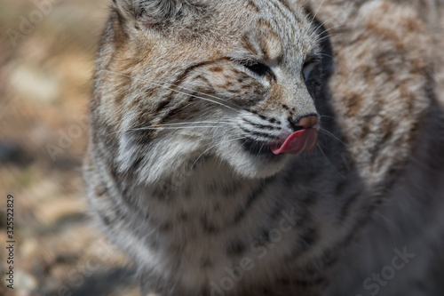 Bobcat  Lynx rufus  profile closeup cute with tongue licking nose