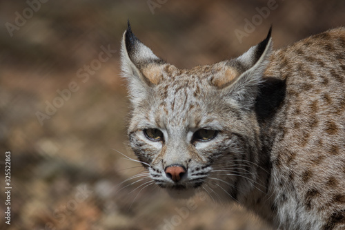 Bobcat (Lynx rufus) hunting in the woods early spring