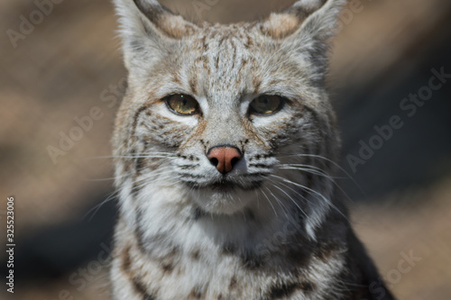 Bobcat (Lynx rufus) profile portrait closeup