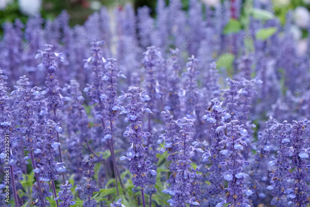 Obraz premium purple vanander (ish) flowers