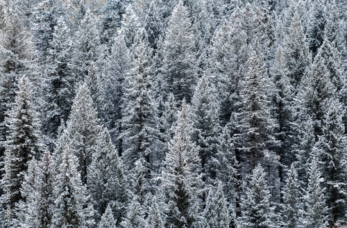 Aerial view of snow covered pine trees at the Aspen Snowmass ski resort in the Rocky Mountains of Colorado. 