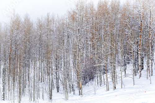 Wallpaper Mural Snow covered aspen trees line the ski slopes of the Aspen Snowmass ski resort, in the Rocky Mountains of Colorado, on a snowy winter day.  Torontodigital.ca