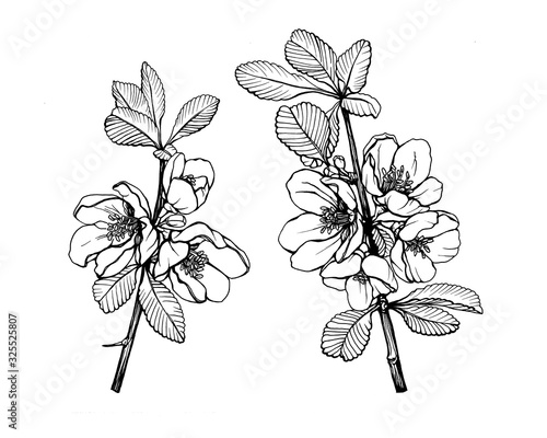 Set of the flower Chaenomeles japonica  known as flowering Maule s quince or Japanese quince  with green leaves. Black and white outline illustration hand drawn work isolated on white.