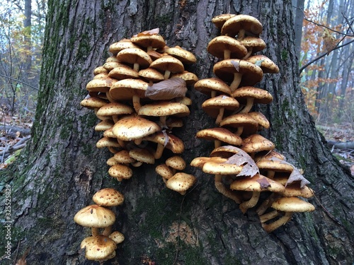 mushrooms on tree