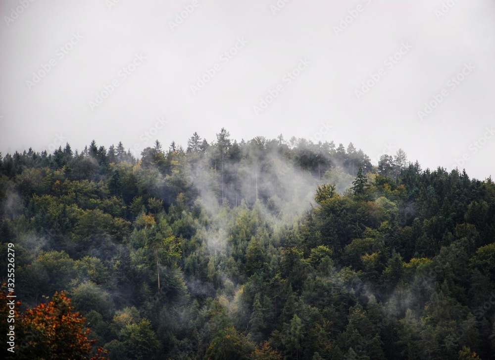 Plakat Fog in the forest