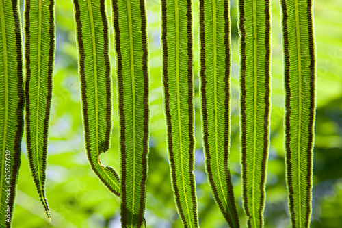Φωτογραφία fern with spores on underside
