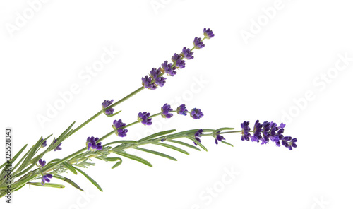 Lavender flowers in closeup. Bunch of lavender flowers isolated over white background. Awesome top view with purple lavender flowers close-up isolated on white background.