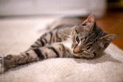 Beautiful and very cute striped pet cat lies and rests on the floor