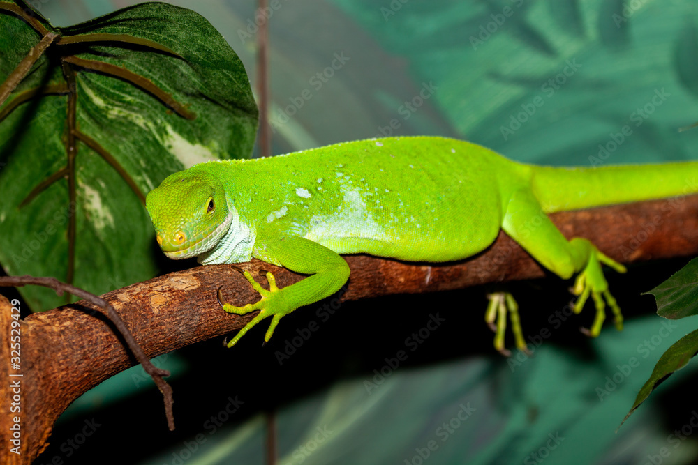 Fototapeta premium green lizard