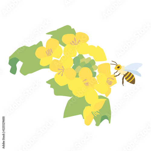 菜の花とミツバチ