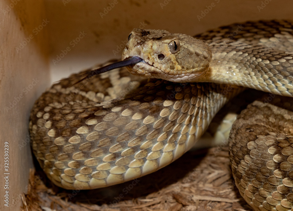 Fototapeta premium american rattle snake with tongue out