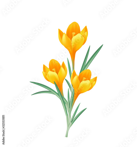 Gelbe Krokusse Blüten Gruppe, Vektor Illustration isoliert auf weißem Hintergrund