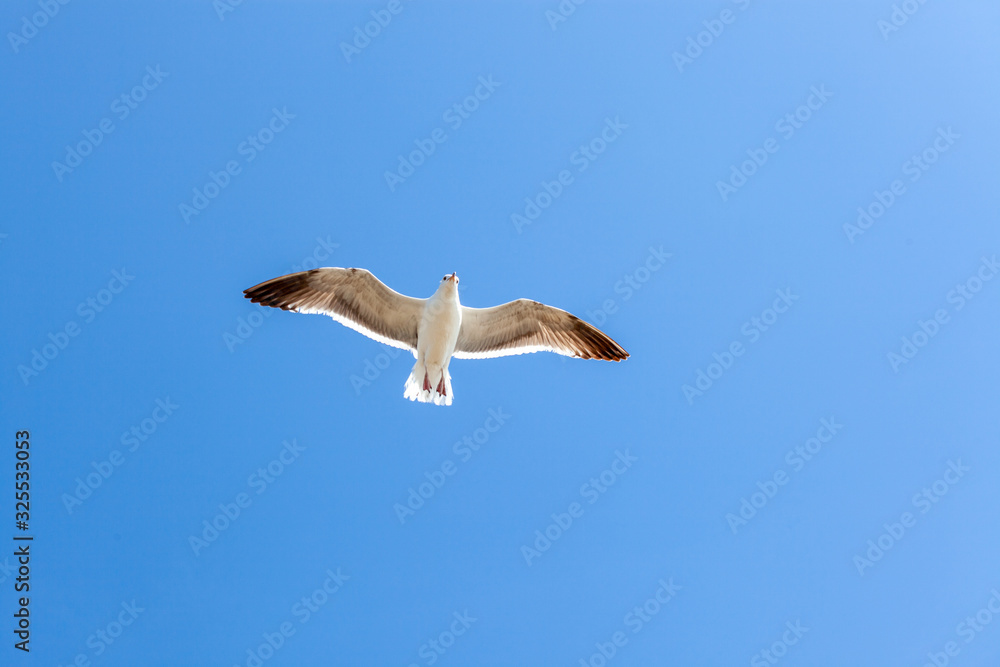 Obraz premium sea gull