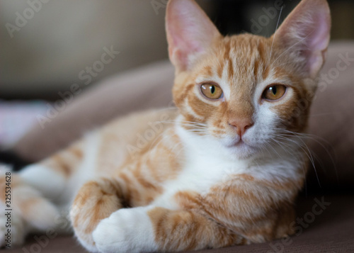 Orange Tabby