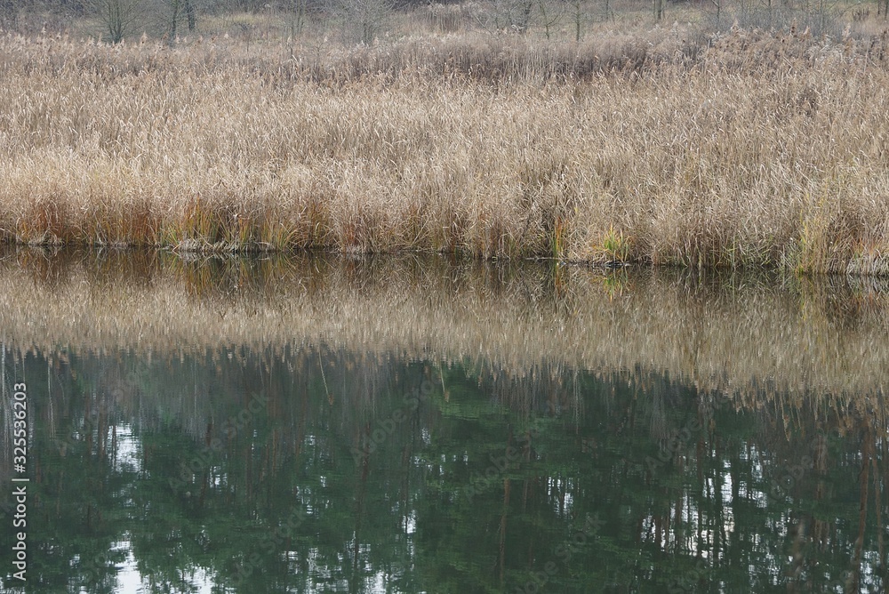 gray dry grass and reeds on the shore of a pond in the water on an autumn day gray dry grass and reeds on the shore of a pond in the water on an autumn day