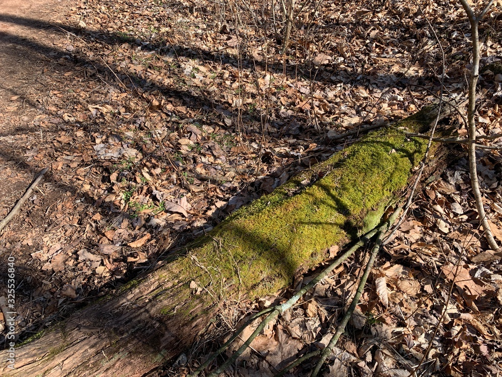 Obraz premium Fallen tree in PA state park