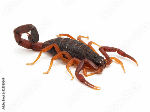 Subadult Florida bark scorpion, Centruroides gracilis cECP