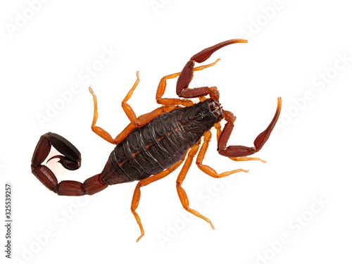P1010007 Subadult Florida bark scorpion, Centruroides gracilis, dorsal,  isolated cECP