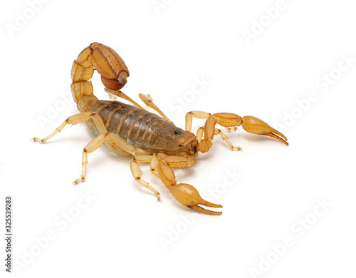 Stripe tailed scorpion, Paravaejovis spinigerus, isolated on white, 3/4 view cECP 2020