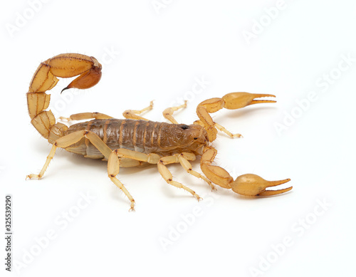 Stripe tailed scorpion, Paravaejovis spinigerus, isolated on white, side view cECP 2020