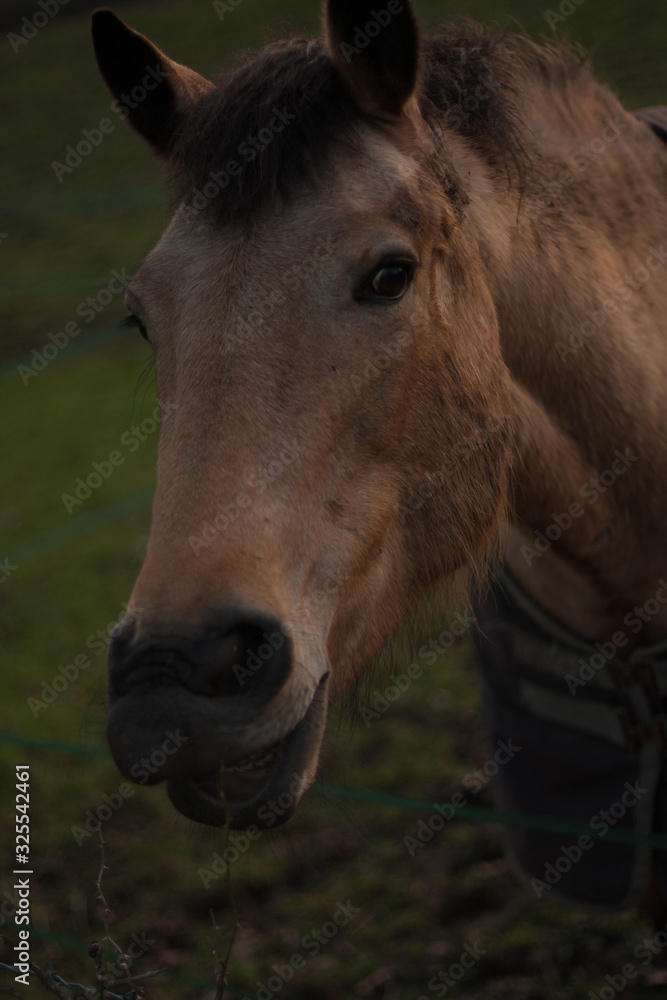 Obraz premium Tan Horse 3