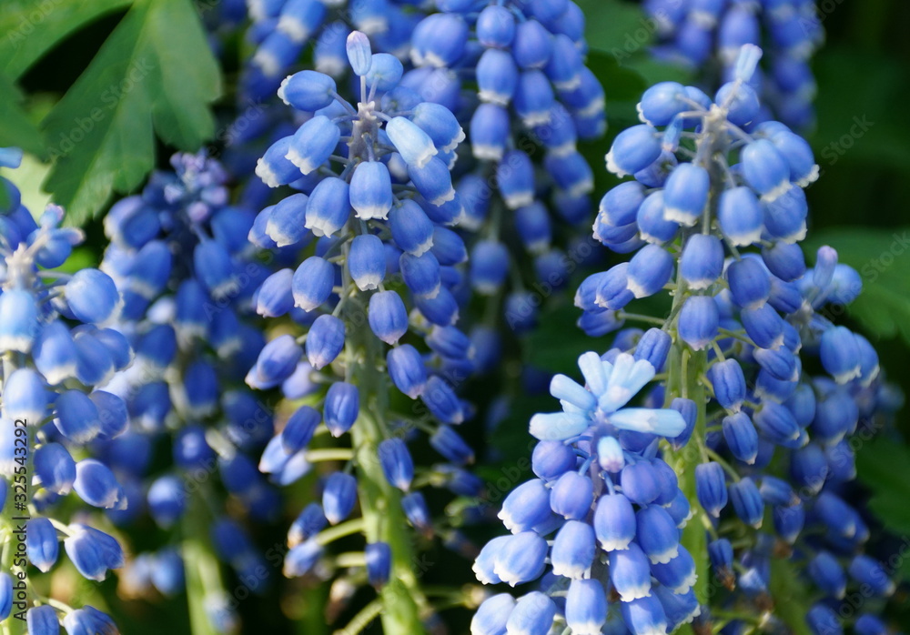 Close up of blue grape hyacinth flowers blooming in early Spring Close up of blue grape hyacinth flowers blooming in early Spring