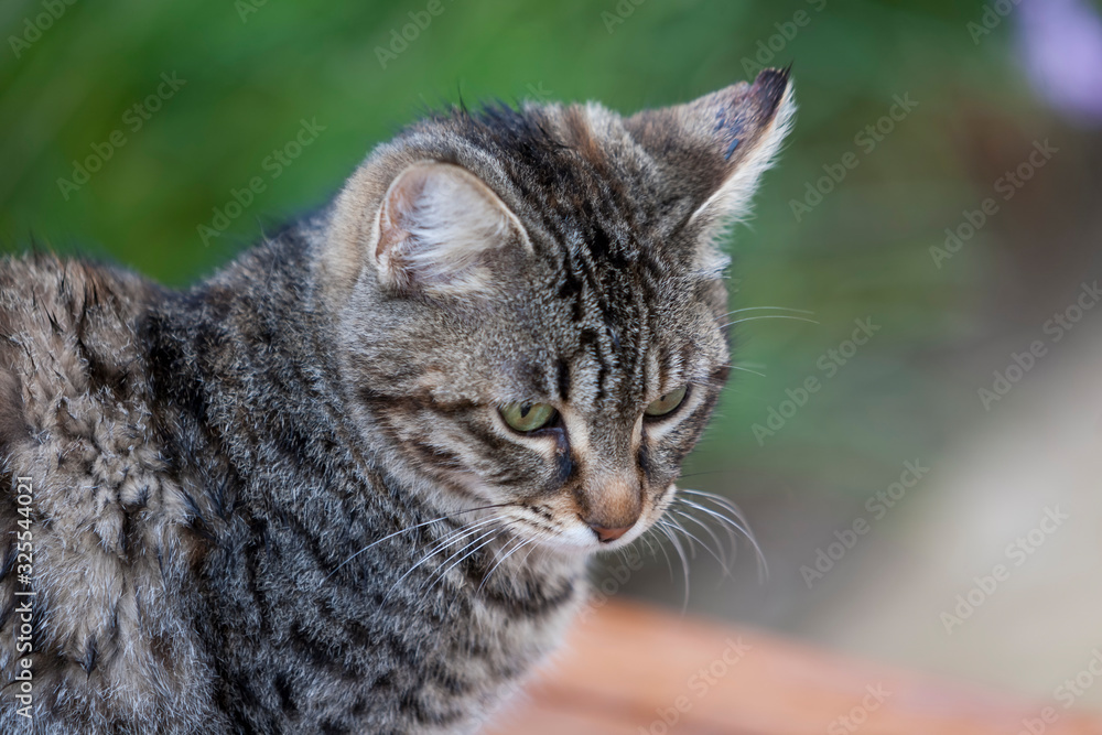  Hauskatze (Felis silvestris catus)