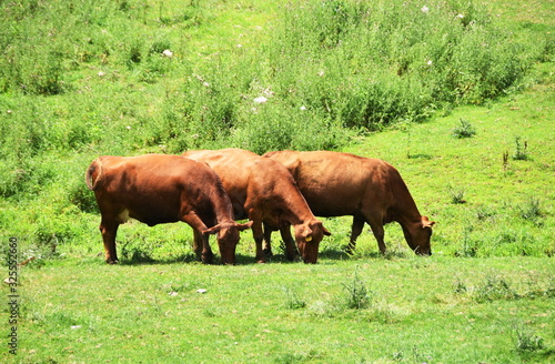 Three Brown Cows © StevertS