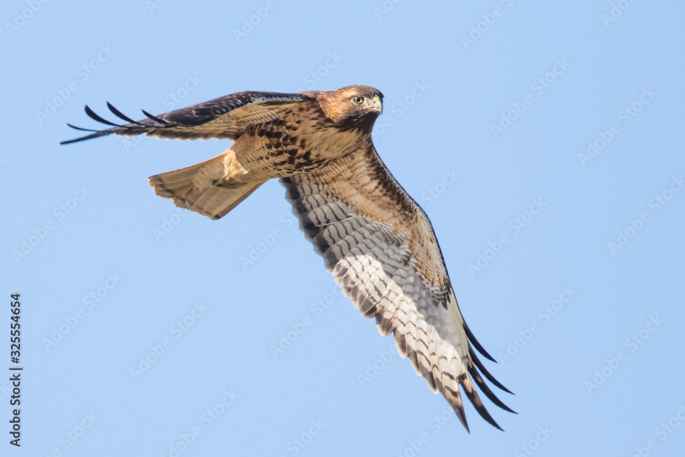 Fototapeta premium Fearsome Looking Red-Tailed Hawk Hunts in a Pale Blue Sky