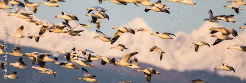 Flock of Snow Geese Landing Backdropped by Snowcapped Mountains in Evening Light