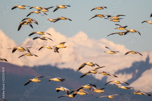 Flock of Snow Geese Landing Backdropped by Snowcapped Mountains in Evening Light © Jeff Huth