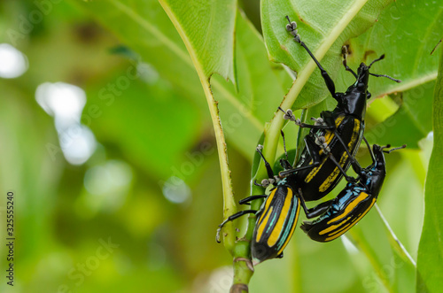 Citrus Root Weevils On Jackfruit Tree Leaves photo