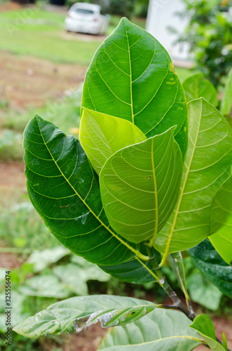 Cluster Of Jackfruit Leaves photo