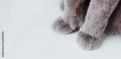Banner about Pets, white background gray paws of a cat. Paws of a British cat with short hair close-up. photo