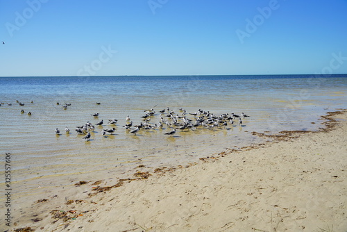 Seagull is gathering at Florida palm harbor beach © Feng
