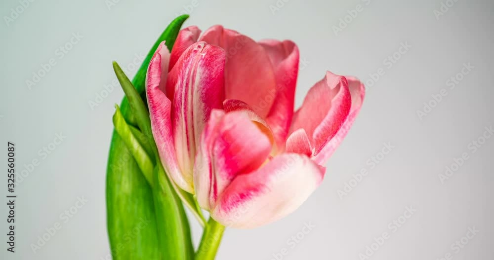 Timelapse of a light pink double peony tulip flower blooming on white background Timelapse of a light pink double peony tulip flower blooming on white background