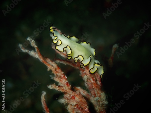 Closeup and macro shot of Polyclad Flatworm Pseudobiceros flatworm during a leisure dive in Mabul Island, Semporna, Tawau. Sabah. Malaysia, Borneo.     