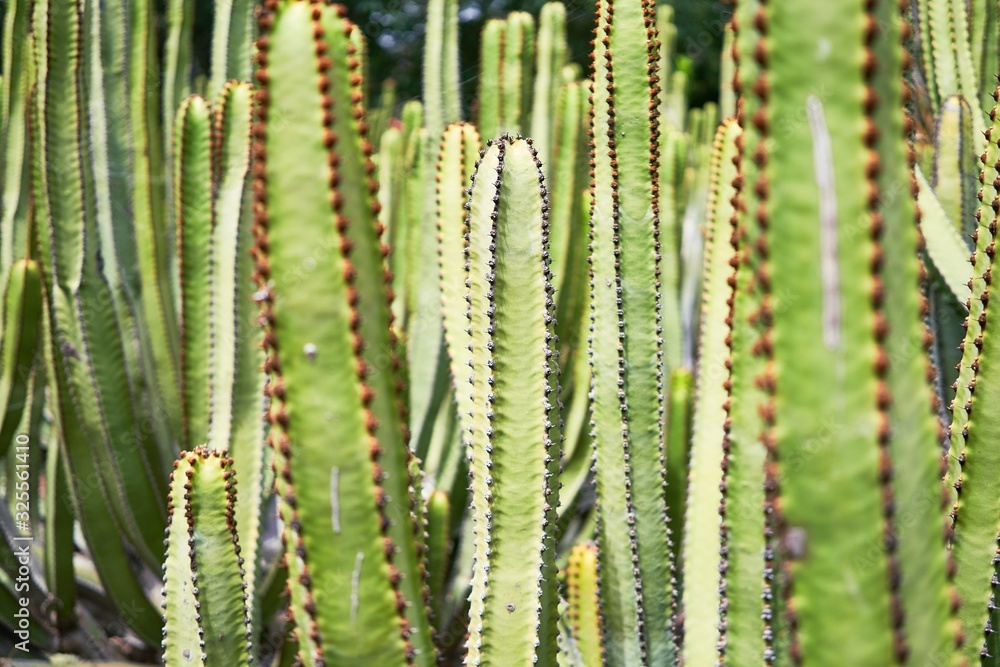 Close up of succulent green cactus at botanical garden Close up of succulent green cactus at botanical garden