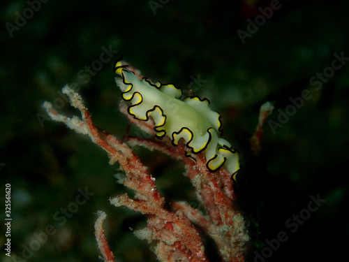 Closeup and macro shot of Polyclad Flatworm Pseudobiceros flatworm during a leisure dive in Mabul Island, Semporna, Tawau. Sabah. Malaysia, Borneo.   